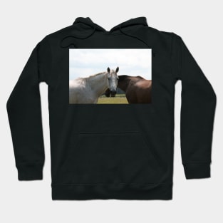 Horses Nuzzling Hoodie